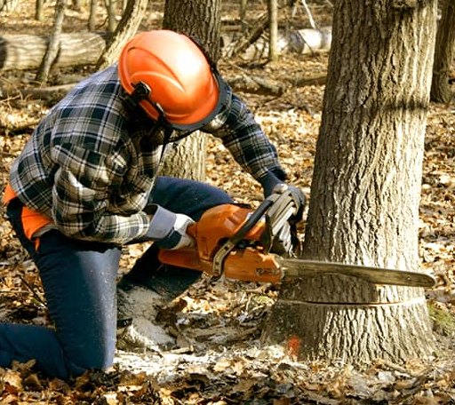 Tree Removal in Waitsfield, VT